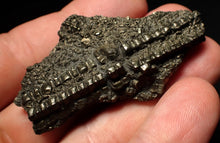 Load image into Gallery viewer, Detailed pyrite crinoid fossil (58 mm) Pentacrinites