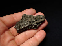 Load image into Gallery viewer, Detailed pyrite crinoid fossil (58 mm) Pentacrinites