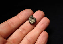 Load image into Gallery viewer, Crucilobiceras pyrite ammonite fossil (15 mm)