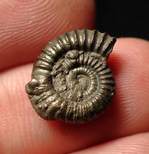 Load image into Gallery viewer, Crucilobiceras pyrite ammonite fossil (15 mm)
