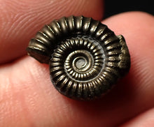 Load image into Gallery viewer, Crucilobiceras pyrite ammonite fossil (15 mm)