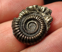 Load image into Gallery viewer, Crucilobiceras pyrite ammonite fossil (18 mm)