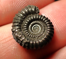 Load image into Gallery viewer, Crucilobiceras pyrite ammonite fossil (16 mm)