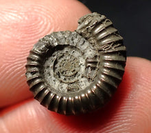 Load image into Gallery viewer, Crucilobiceras pyrite ammonite fossil (16 mm)