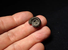 Load image into Gallery viewer, Crucilobiceras pyrite ammonite fossil (16 mm)