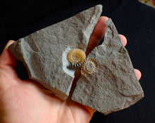 Load image into Gallery viewer, Large split calcite Promicroceras ammonite display pieces