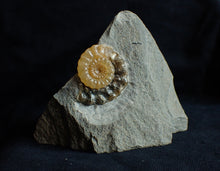 Load image into Gallery viewer, Matching pair of Xipheroceras ammonite display pieces
