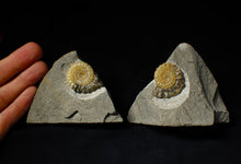Load image into Gallery viewer, Matching pair of Xipheroceras ammonite display pieces
