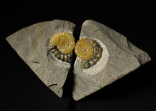 Load image into Gallery viewer, Matching pair of Xipheroceras ammonite display pieces