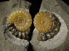 Load image into Gallery viewer, Matching pair of Xipheroceras ammonite display pieces