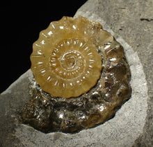 Load image into Gallery viewer, Matching pair of Xipheroceras ammonite display pieces