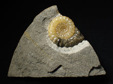 Load image into Gallery viewer, Matching pair of Xipheroceras ammonite display pieces
