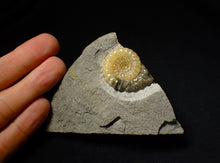 Load image into Gallery viewer, Matching pair of Xipheroceras ammonite display pieces