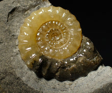 Load image into Gallery viewer, Matching pair of Xipheroceras ammonite display pieces