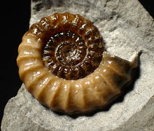 Load image into Gallery viewer, Large calcite Promicroceras ammonite display piece (31 mm)