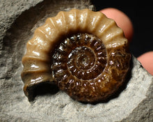 Load image into Gallery viewer, Large calcite Promicroceras ammonite display piece (31 mm)