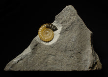 Load image into Gallery viewer, Large split calcite Promicroceras ammonite display pieces