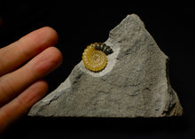 Load image into Gallery viewer, Large split calcite Promicroceras ammonite display pieces