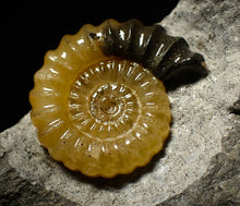 Load image into Gallery viewer, Large split calcite Promicroceras ammonite display pieces