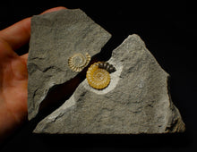 Load image into Gallery viewer, Large split calcite Promicroceras ammonite display pieces