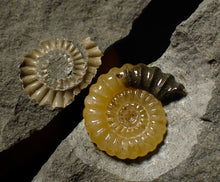 Load image into Gallery viewer, Large split calcite Promicroceras ammonite display pieces