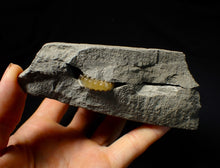 Load image into Gallery viewer, Large split calcite Promicroceras ammonite display pieces