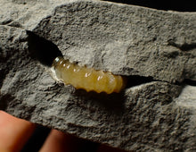 Load image into Gallery viewer, Large split calcite Promicroceras ammonite display pieces