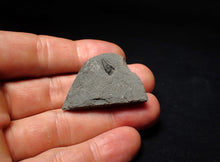 Load image into Gallery viewer, Tiny juvenile Jurassic ichthyosaur tooth from Lyme Regis (9mm)