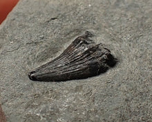 Load image into Gallery viewer, Tiny juvenile Jurassic ichthyosaur tooth from Lyme Regis (9mm)