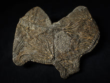 Load image into Gallery viewer, Large and rare highly detailed multi-crinoid fossil (145 mm)