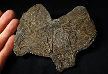 Load image into Gallery viewer, Large and rare highly detailed multi-crinoid fossil (145 mm)