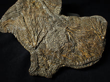 Load image into Gallery viewer, Large and rare highly detailed multi-crinoid fossil (145 mm)