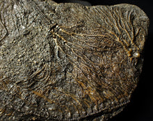 Load image into Gallery viewer, Large and rare highly detailed multi-crinoid fossil (145 mm)
