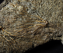 Load image into Gallery viewer, Large and rare highly detailed multi-crinoid fossil (145 mm)