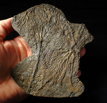 Load image into Gallery viewer, Large and rare highly detailed multi-crinoid fossil (145 mm)