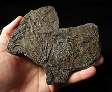 Load image into Gallery viewer, Large and rare highly detailed multi-crinoid fossil (145 mm)