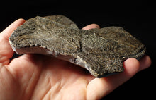 Load image into Gallery viewer, Large and rare highly detailed multi-crinoid fossil (145 mm)