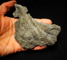 Load image into Gallery viewer, Large uncommon pyrite crinoid colony fossil Pentacrinites (140 mm)