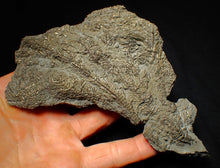 Load image into Gallery viewer, Large uncommon pyrite crinoid colony fossil Pentacrinites (140 mm)