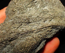Load image into Gallery viewer, Large uncommon pyrite crinoid colony fossil Pentacrinites (140 mm)