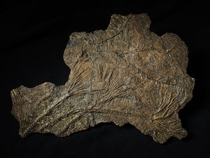 Large and rare highly detailed multi-crinoid fossil (220 mm)