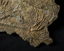 Load image into Gallery viewer, Large and rare highly detailed multi-crinoid fossil (220 mm)