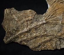Load image into Gallery viewer, Large and rare highly detailed multi-crinoid fossil (220 mm)