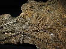 Load image into Gallery viewer, Large and rare highly detailed multi-crinoid fossil (220 mm)
