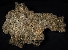 Load image into Gallery viewer, Large and rare highly detailed multi-crinoid fossil (220 mm)
