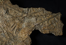 Load image into Gallery viewer, Large and rare highly detailed multi-crinoid fossil (220 mm)