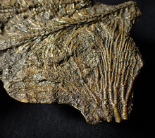 Load image into Gallery viewer, Large and rare highly detailed multi-crinoid fossil (220 mm)