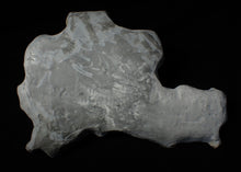 Load image into Gallery viewer, Large and rare highly detailed multi-crinoid fossil (220 mm)