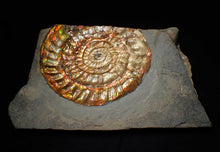 Load image into Gallery viewer, Huge multi-coloured iridescent Caloceras display ammonite (117mm)