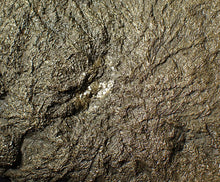 Load image into Gallery viewer, Large uncommon pyrite crinoid head Pentacrinites (222 mm)